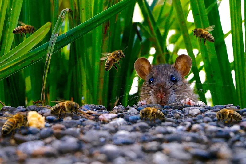 Insecticides - Rodenticides - Dissuasifs